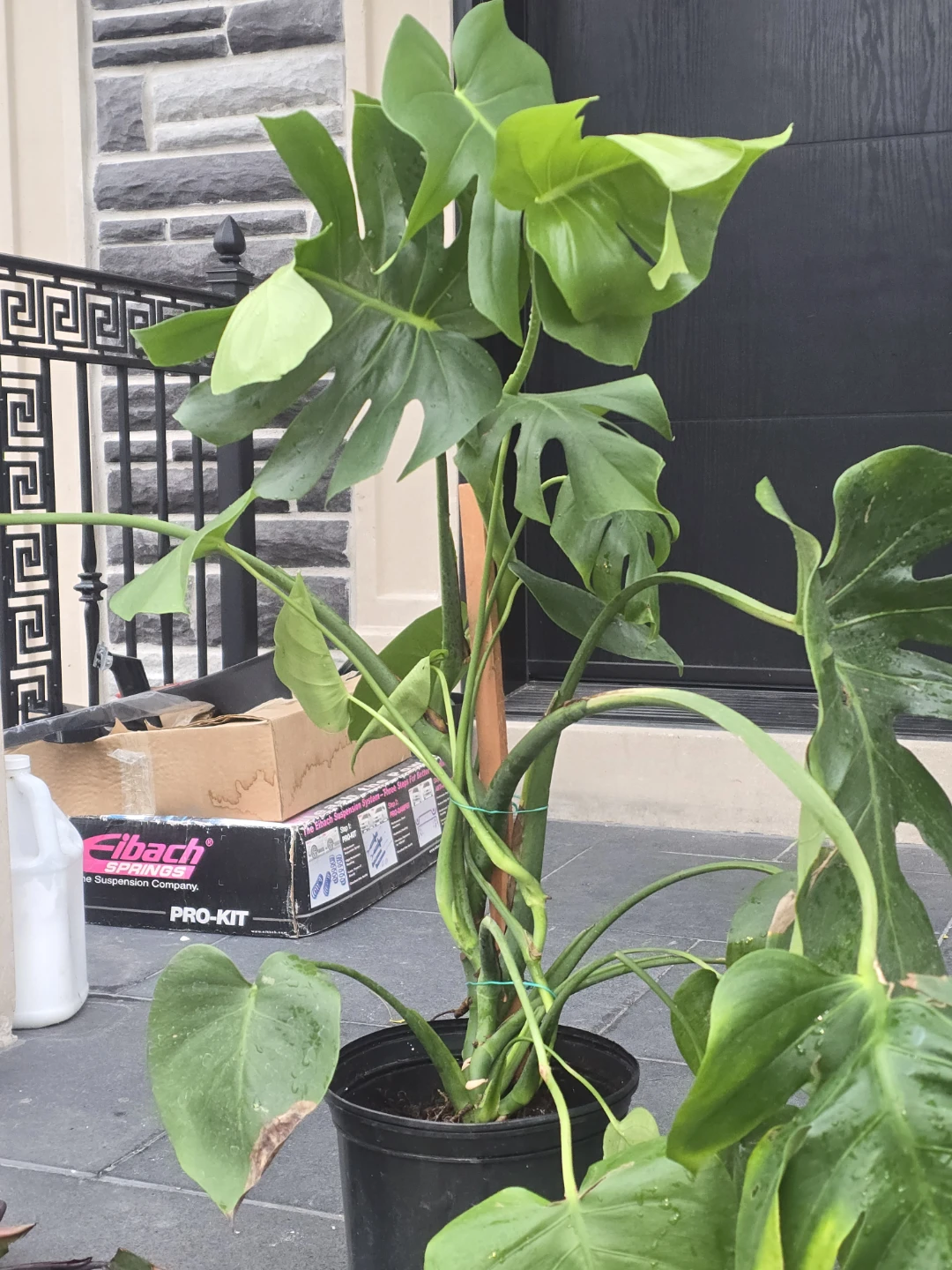 Monstera Deliciosa Plant - photo 3