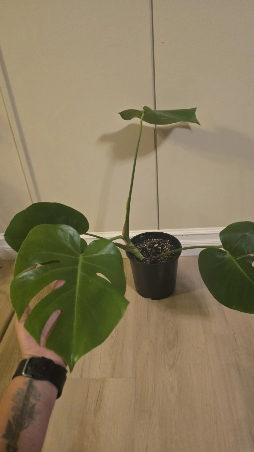 Medium Monstera Deliciosa - Well-Rooted!