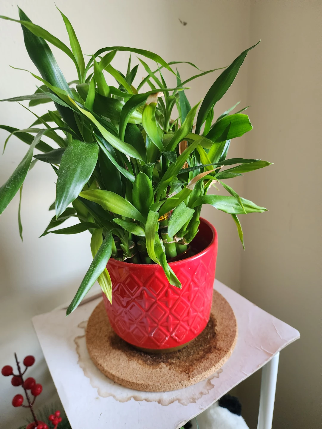 Lucky Bamboo Plant in Red Ceramic Pot