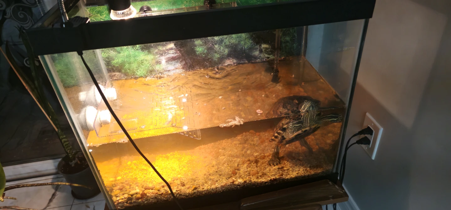 Red-Eared Slider Turtle with Tank
