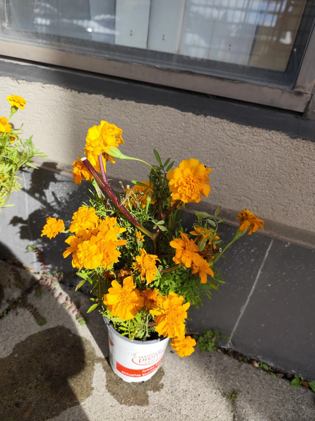 Orange Marigold Plant in Pot