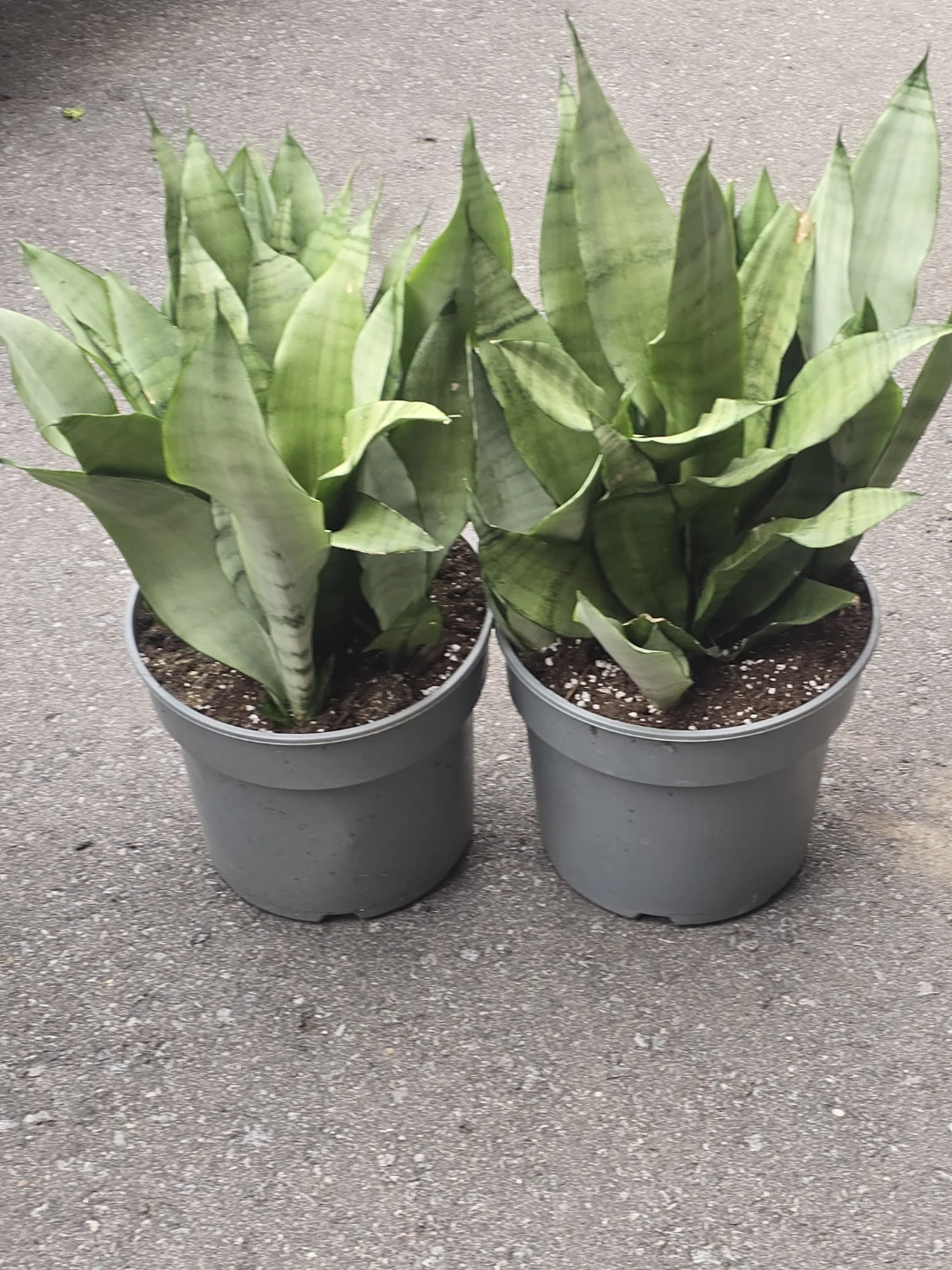 Snake Plant moonshine 2 gallon pot