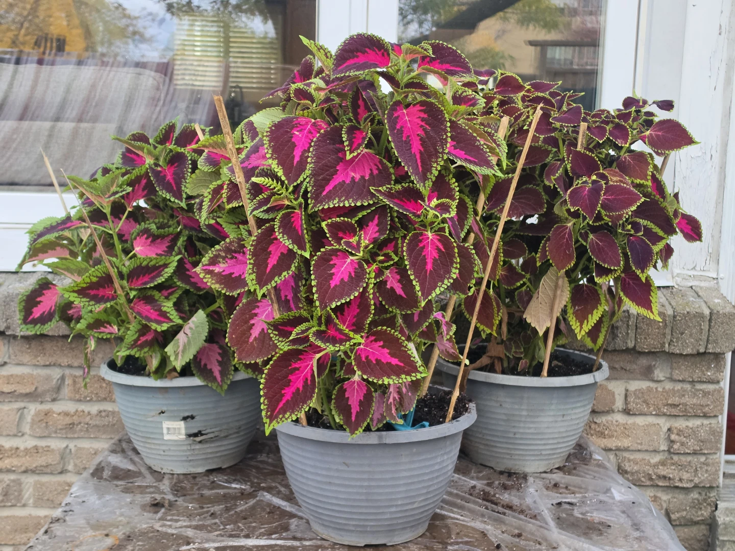 Coleus Plants - photo 5
