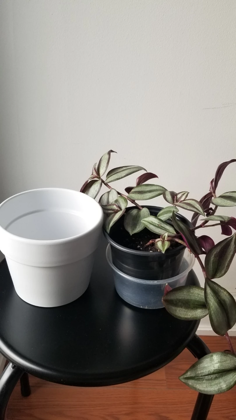 Tradescantia Zebrina+White Ceramic Pot( Read Description) - photo 5