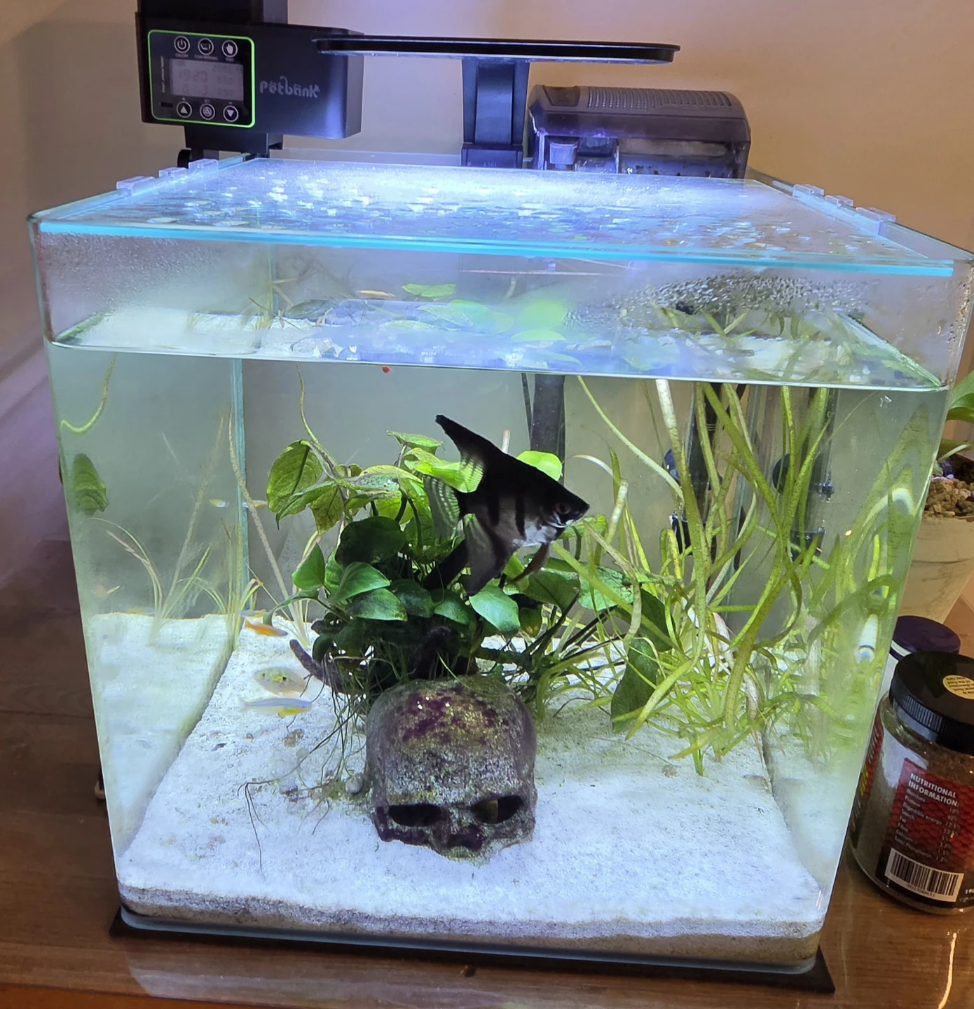 Curved 10 Gallon Cube Aquarium - photo 3