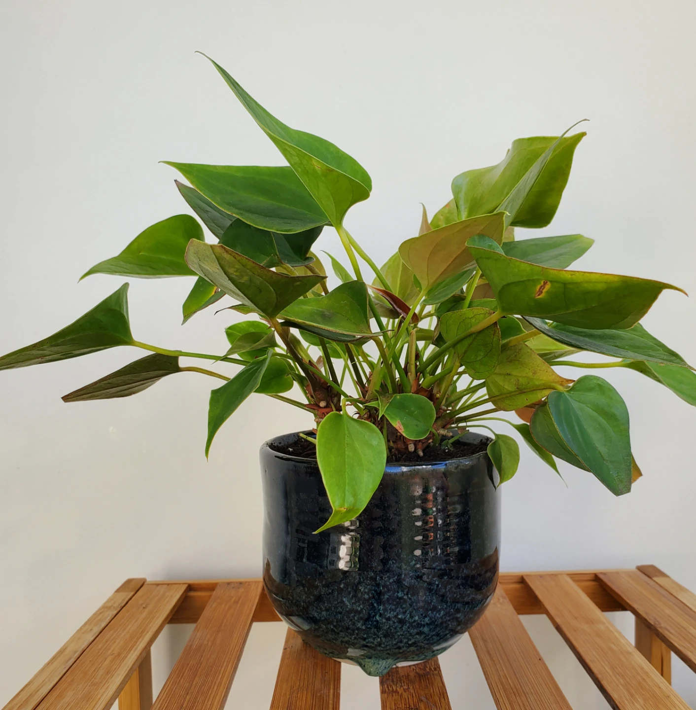 Anthurium Plant in Ceramic Pot