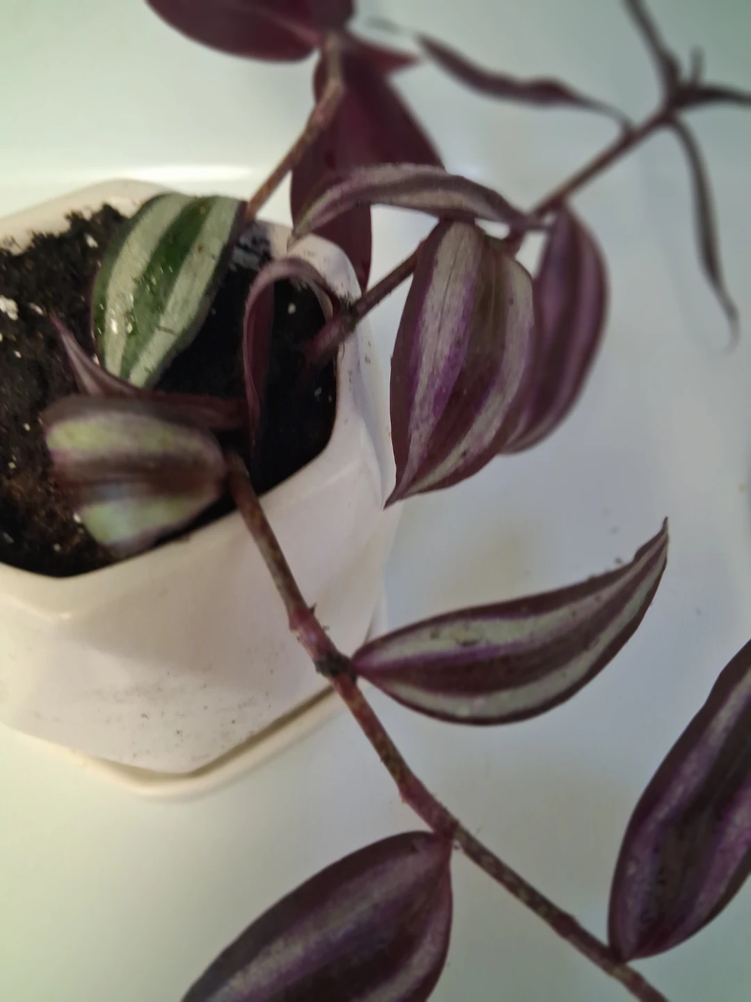 Tradescantia zebrina Plant in Hexagonal Pot - photo 2