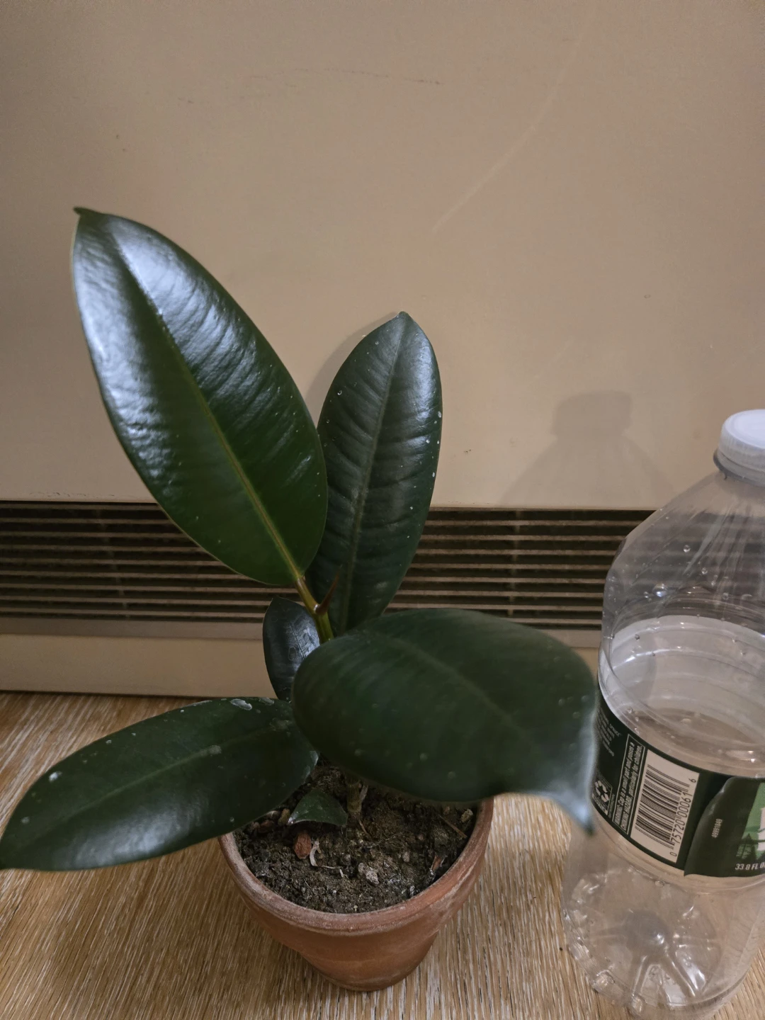 Rubber plant in terracotta pot - photo 2