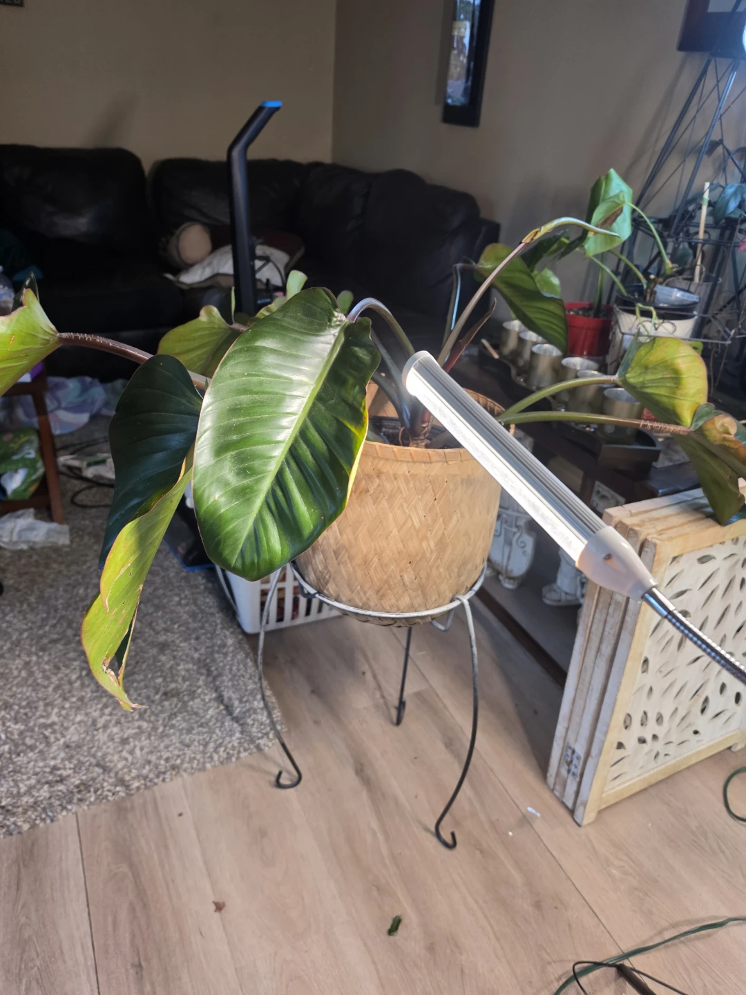 Philodendron houseplant in woven basket - photo 4