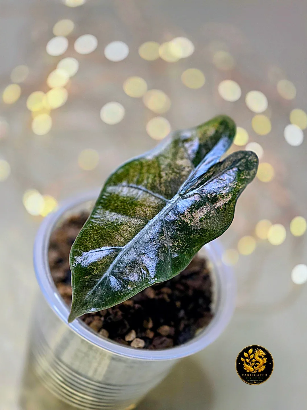 Alocasia Pseudosanderiana “Mauve Patina” - Variegated - photo 4