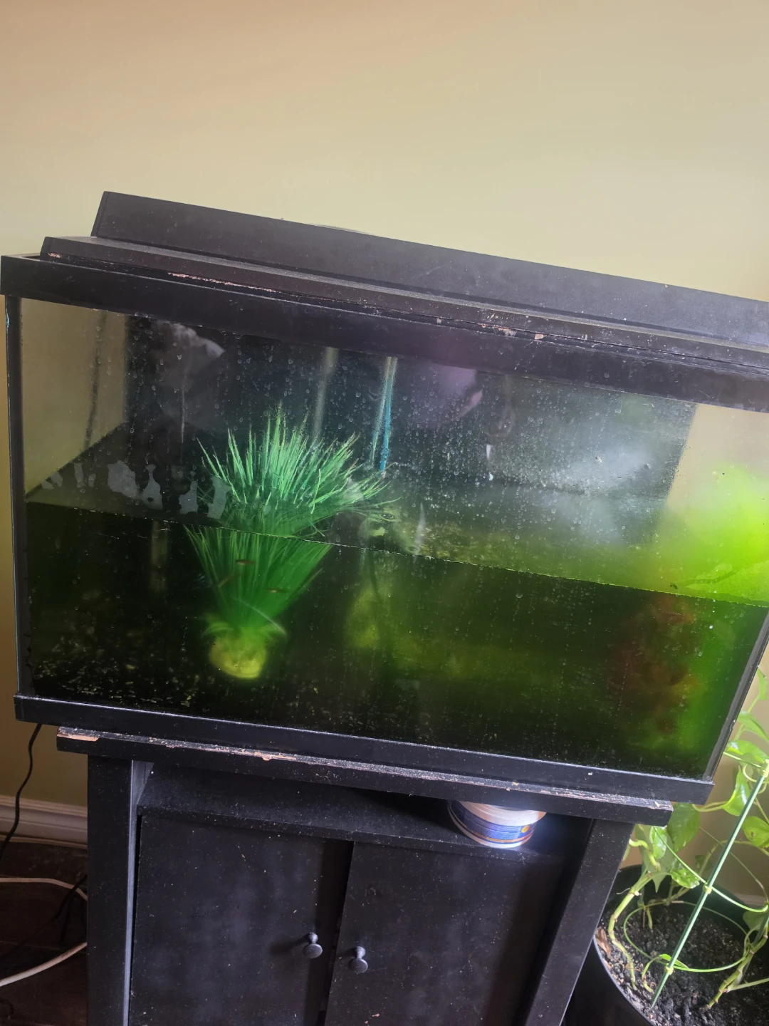 20 Gallon Glass Aquarium with Black Stand