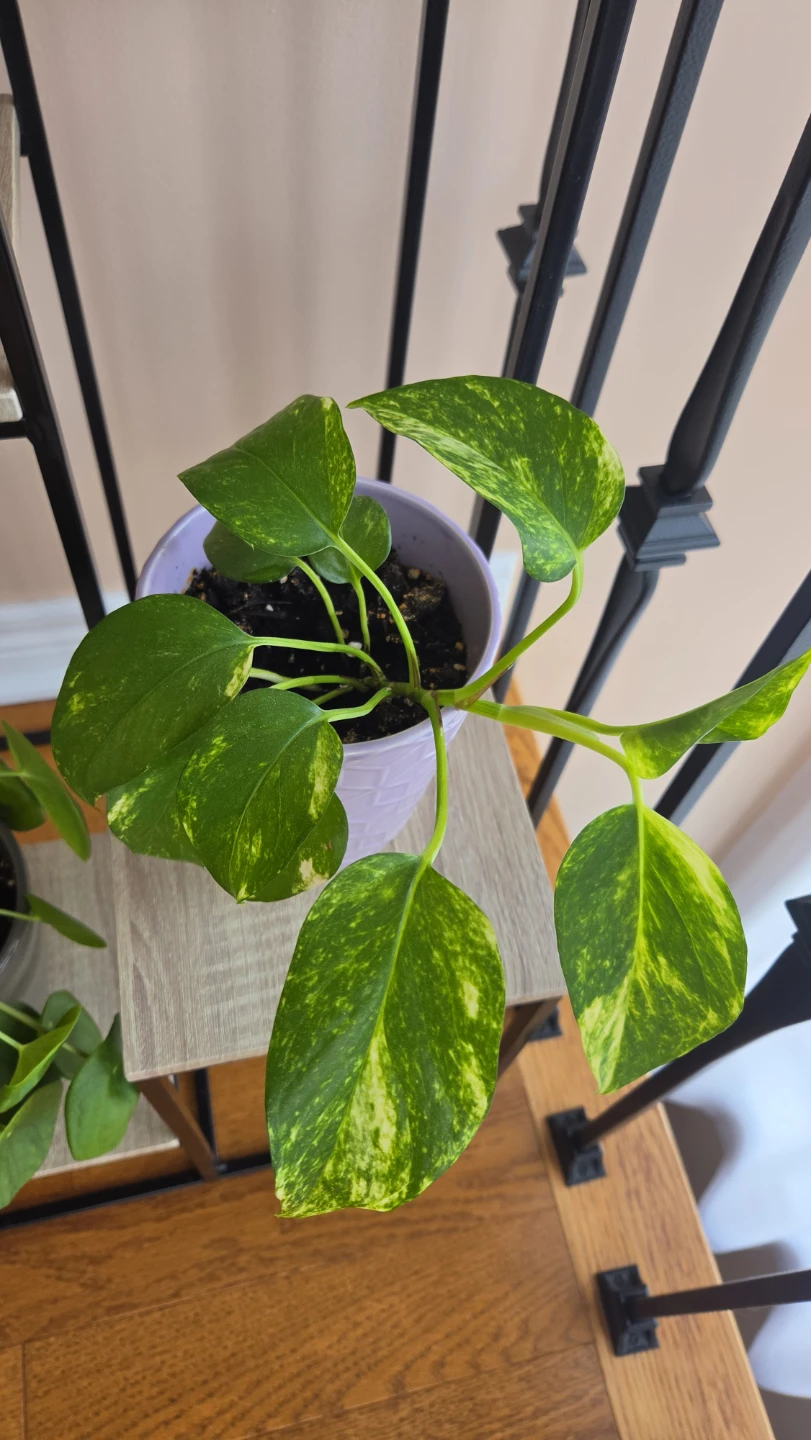 Assorted Indoor Houseplants - photo 4