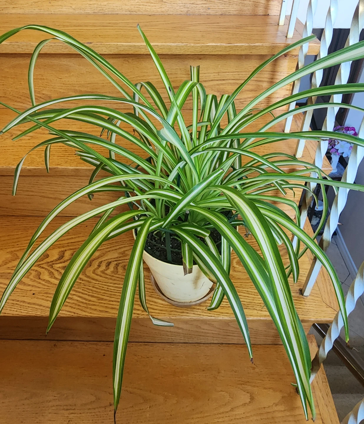 Spider Plants - photo 2