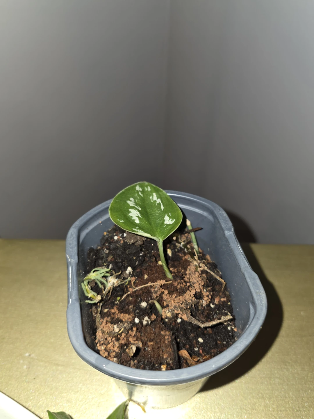 Small Scindapsus Pictus rooted plant.