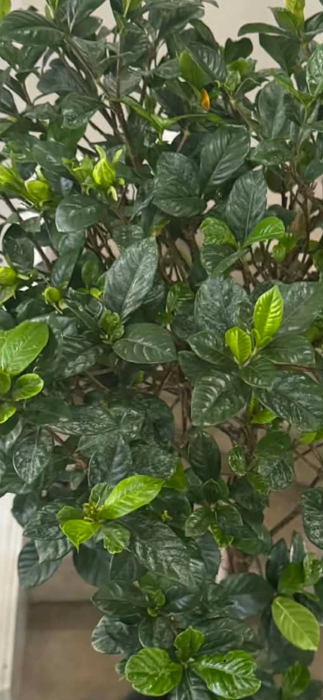Gardenia Tree 5 feet - photo 2