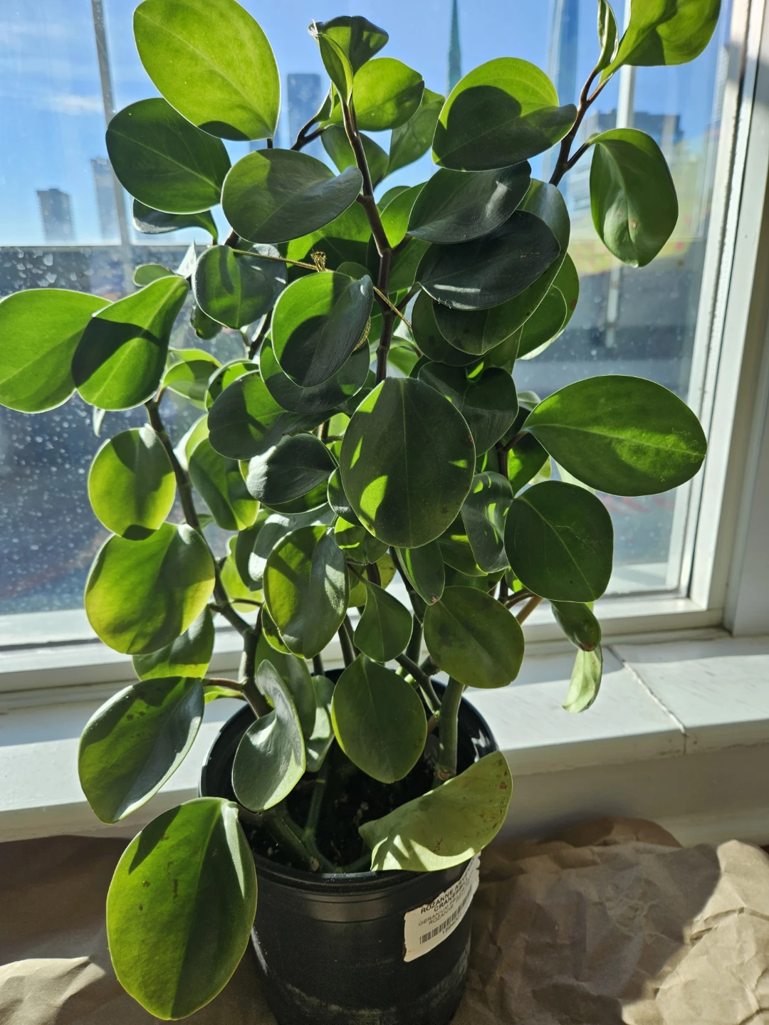 Rubber Plant in Black Pot