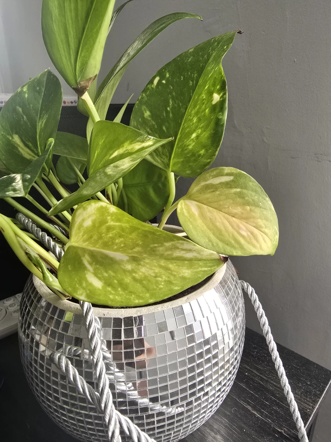 Pothos plant in hanging disco ball planter