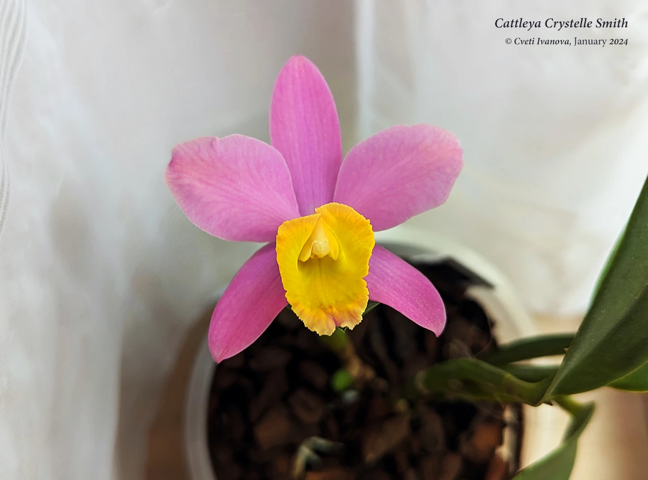 Cattleya crystelle smith orchids