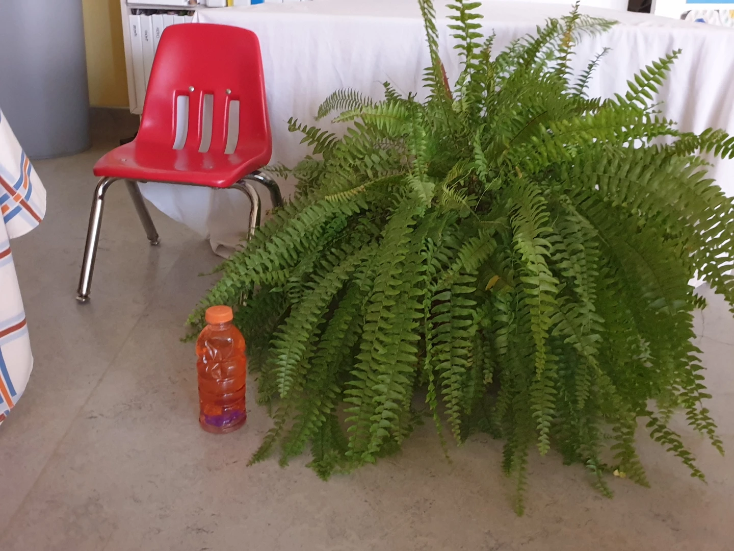 Large hanging Boston fern plant