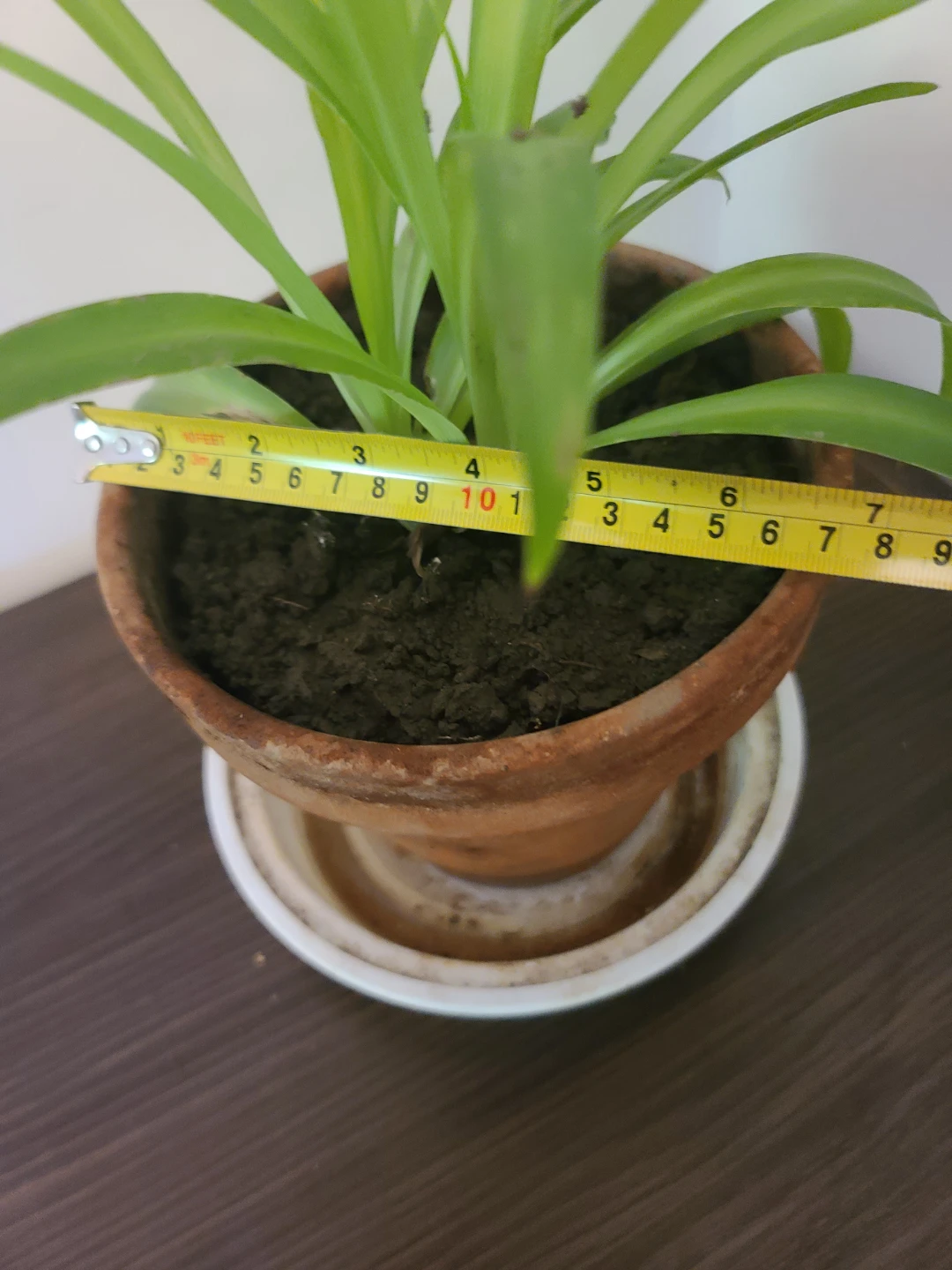 [Moving Sale] Healthy & Vibrant Spider Plant with Terracotta Pot - photo 4