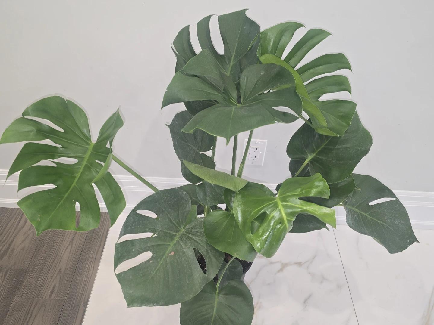 Monstera Deliciosa Houseplant