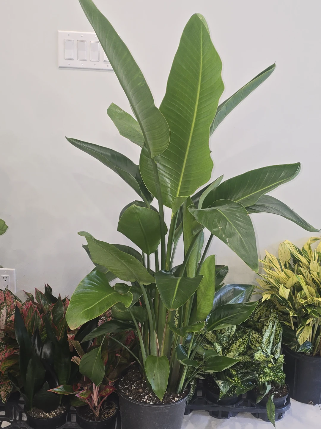 Bird of Paradise multiple plant pot.  5 feet - photo 2