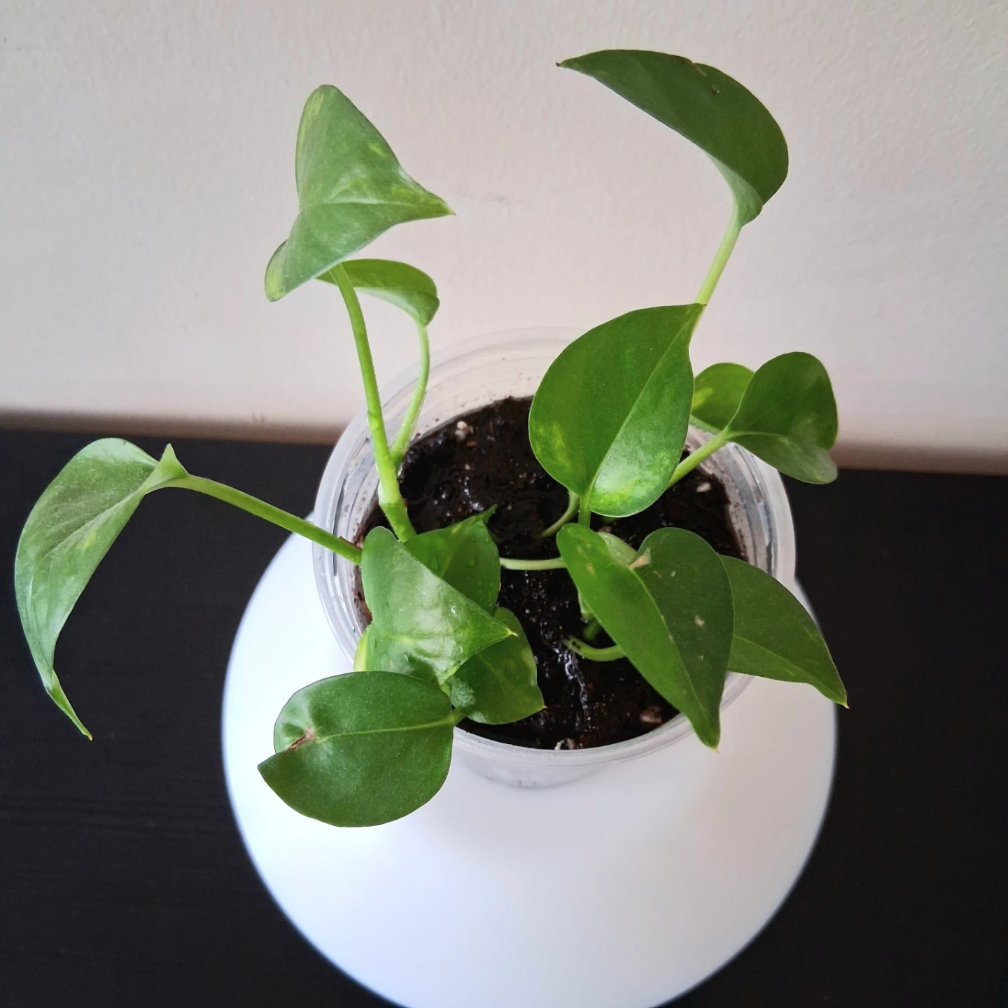 🌱 Golden Pothos 🌻 - photo 3