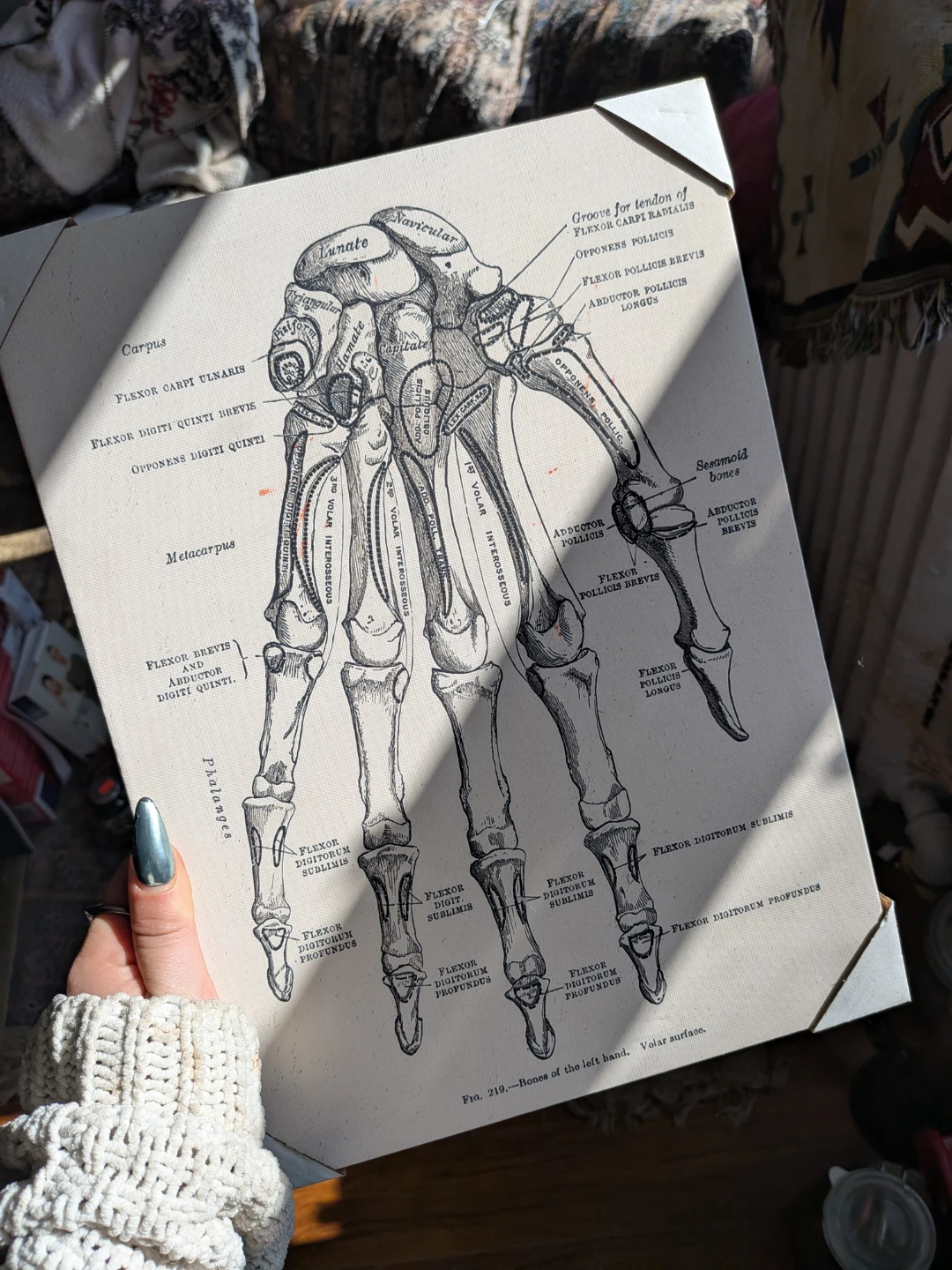 Hand Anatomy Canvas Art