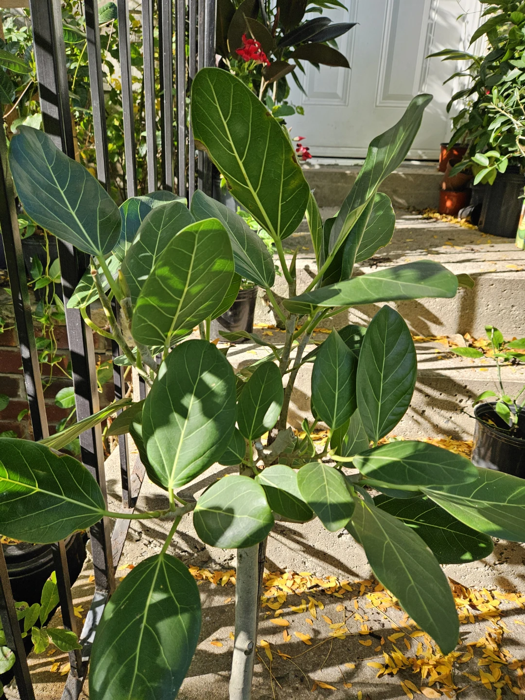Ficus Audrey plant in 10"pot