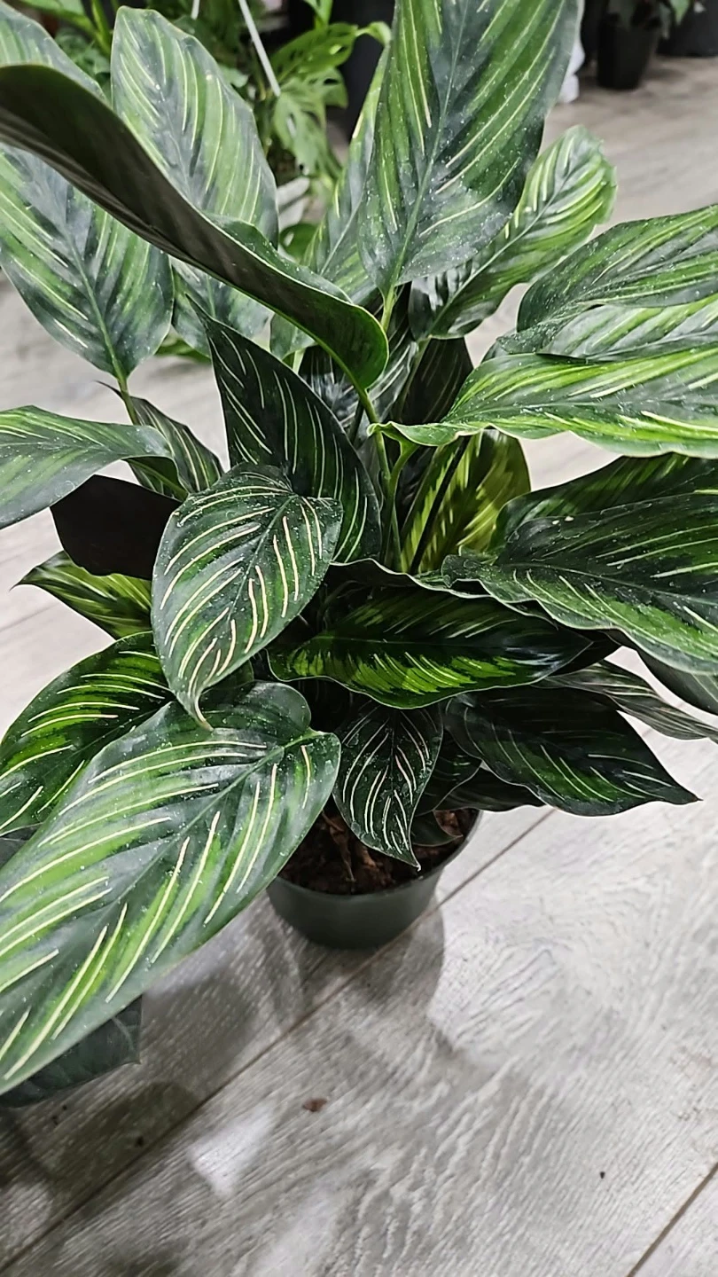 Indoor plant - photo 2