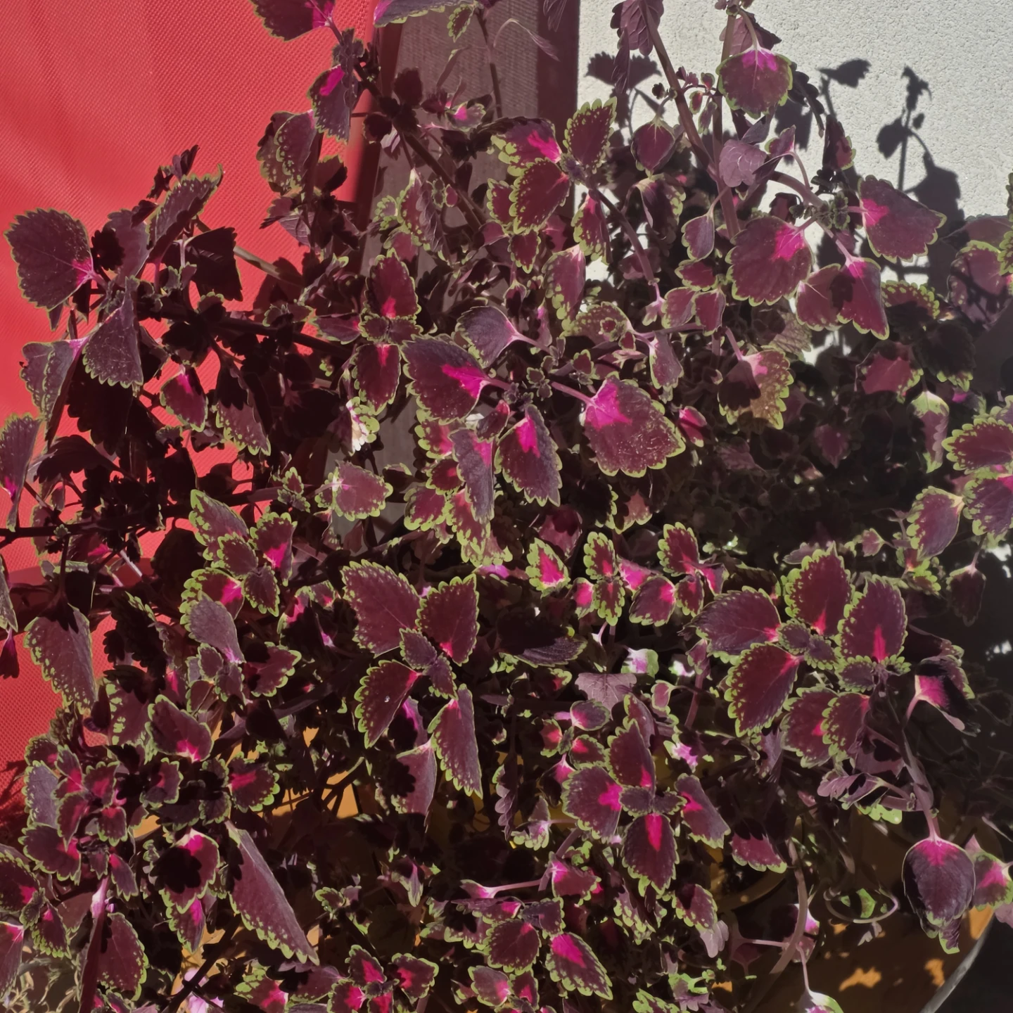 Stunning Burgundy Solenostemon (Coleus) 🌿 - photo 3