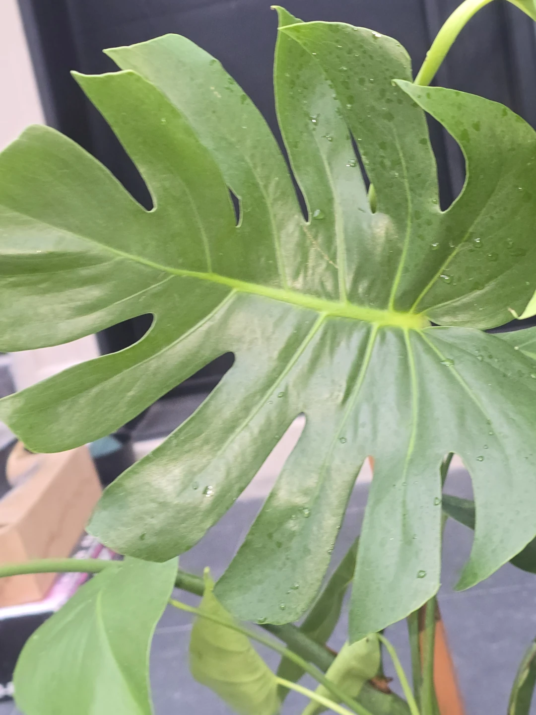 Monstera Deliciosa Plant - photo 4