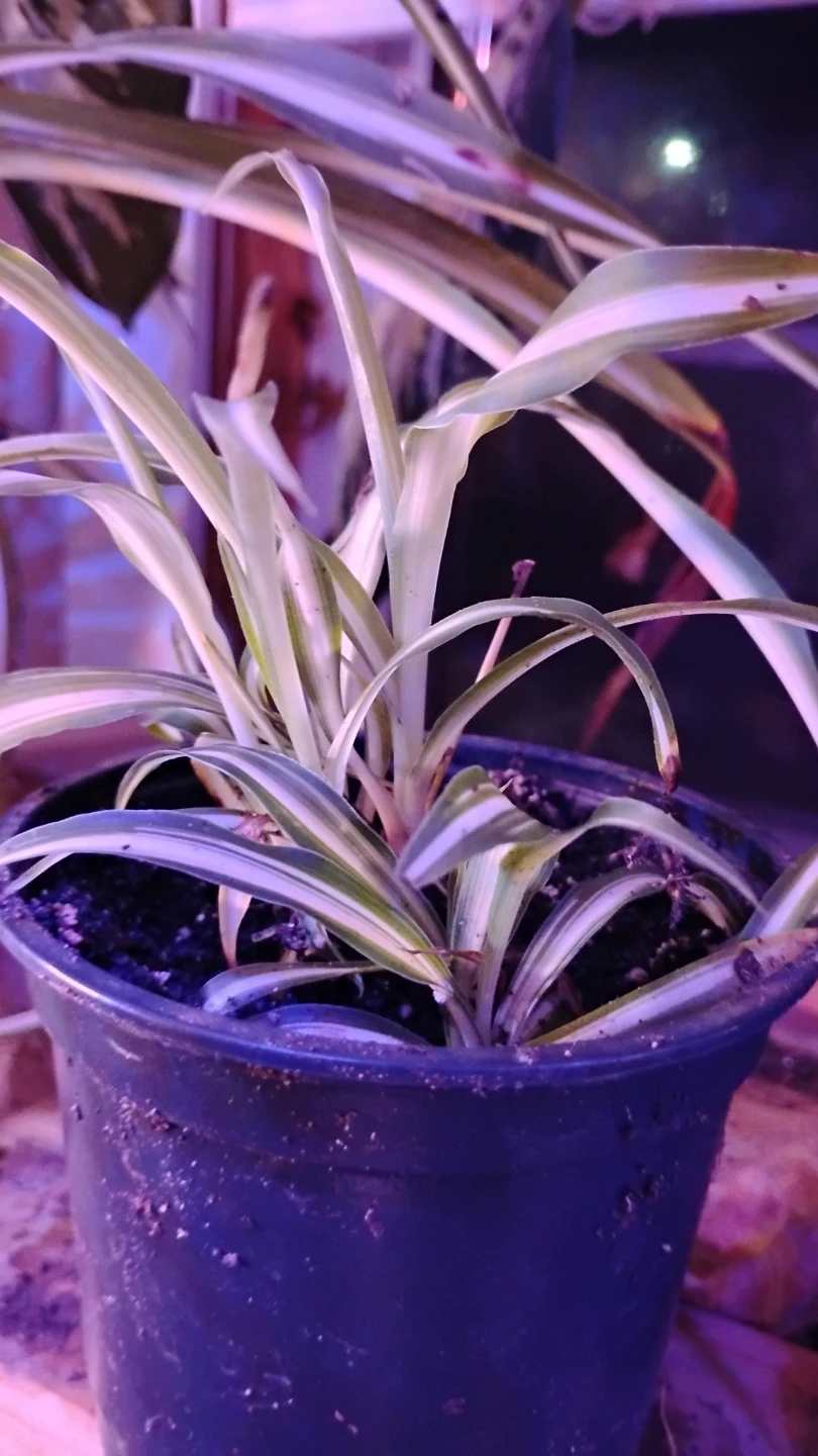 Many house hold baby plants for sale