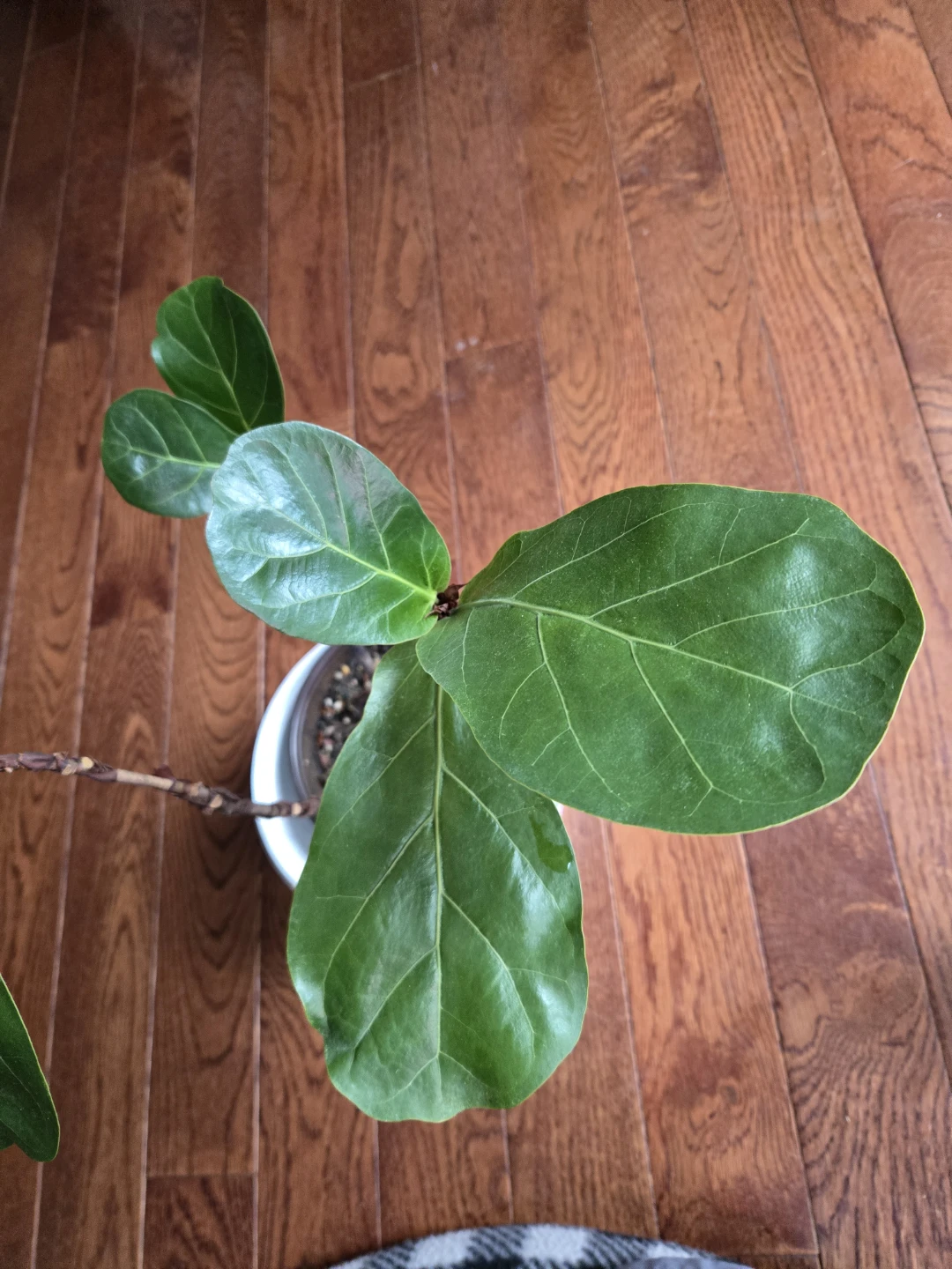 Fiddle Leaf Fig plant - photo 4
