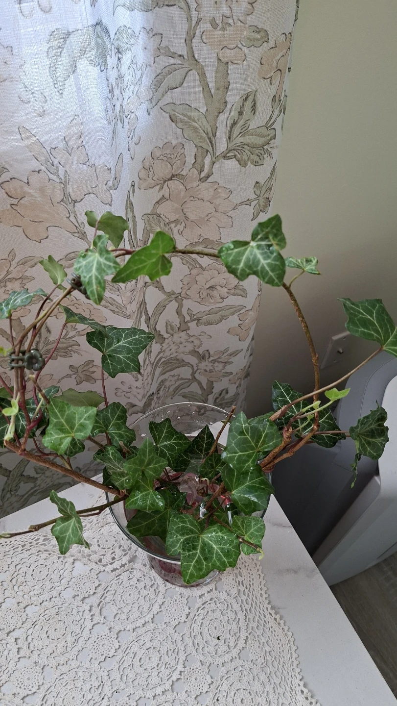 English Ivy in Large Glass Vase - photo 3