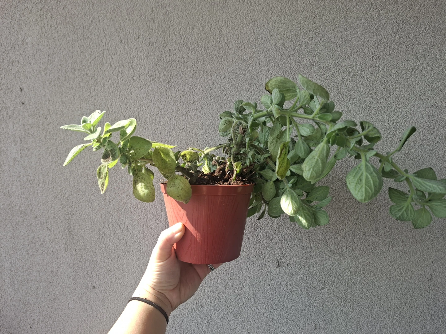 Cuban Oregano Plant - photo 2