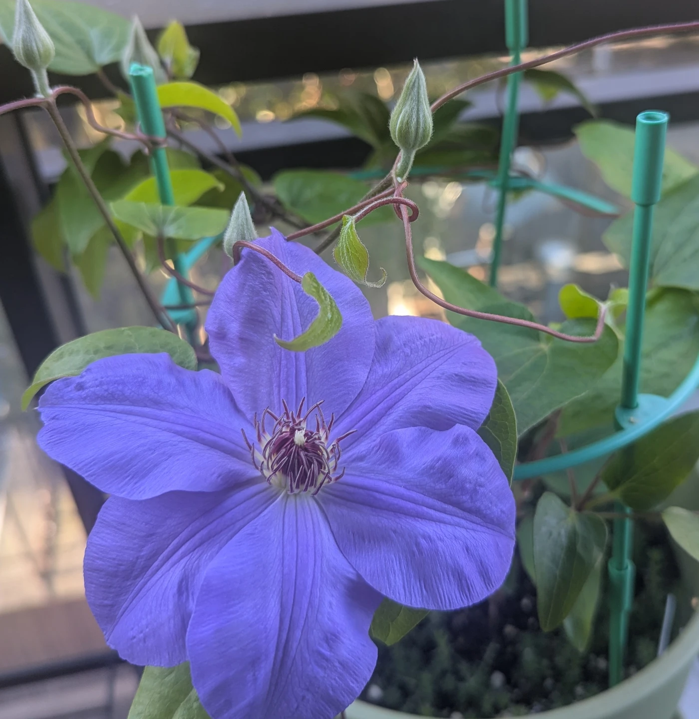 Purple Clematis Plant - photo 2