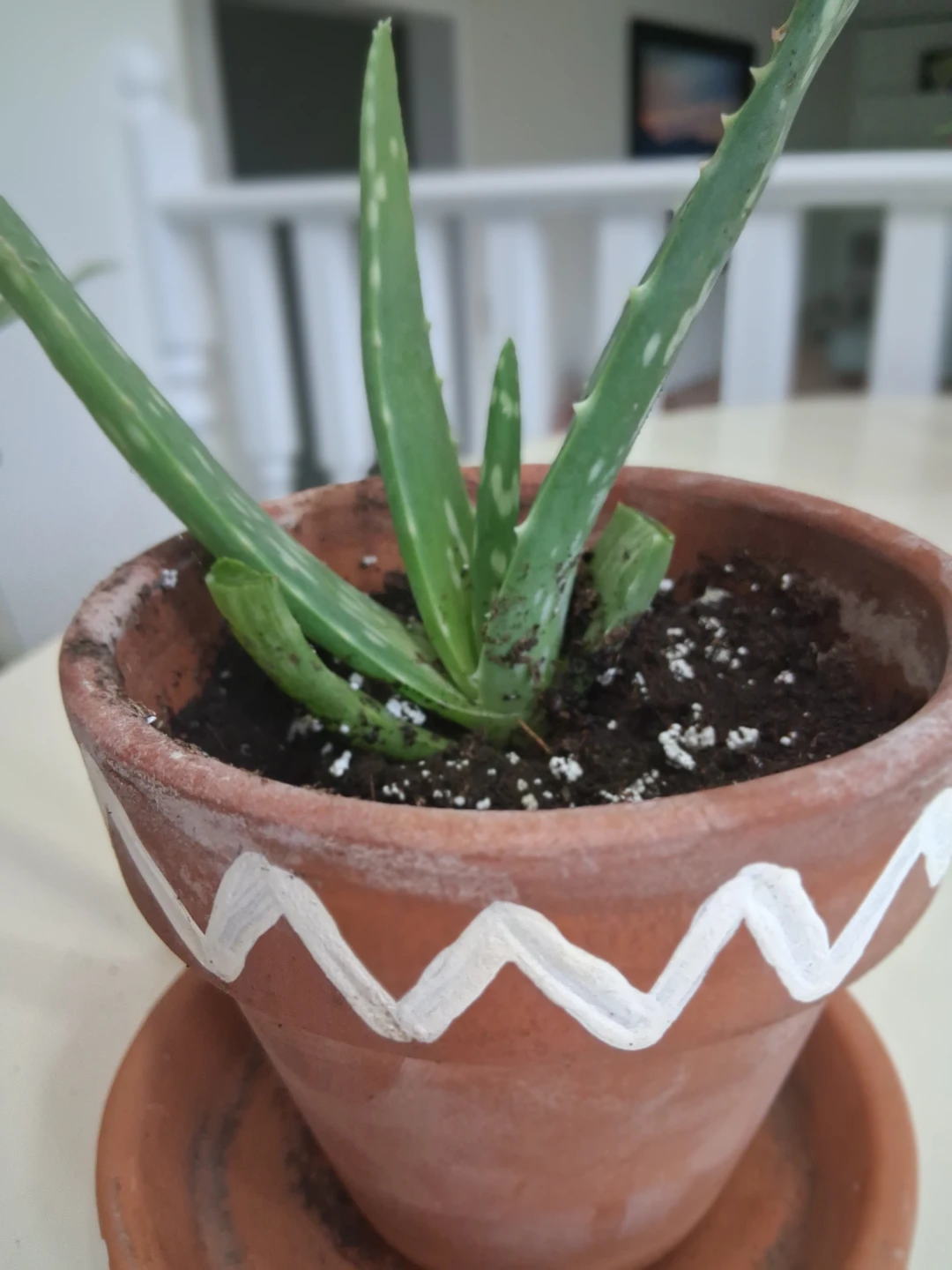 Aloe Vera Plant in Decorative Pot