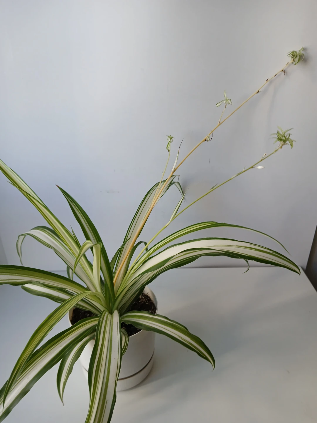 Spider Plant in White Pot. It's available! - photo 3
