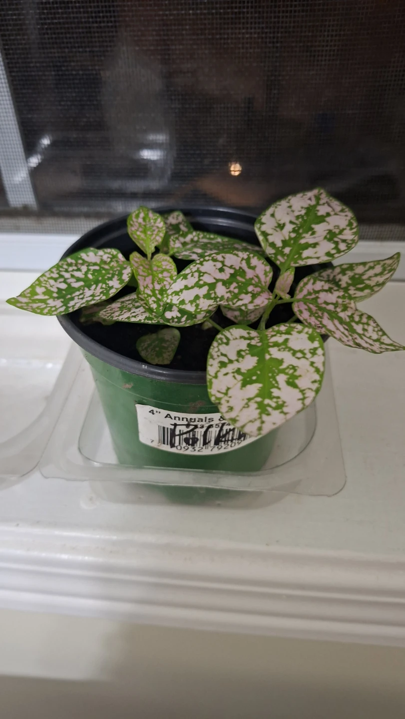 Polka Dot Plant in 4 inch Pot - photo 2