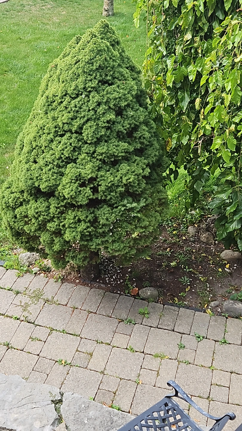 Dwarf Alberta Spruce Tree