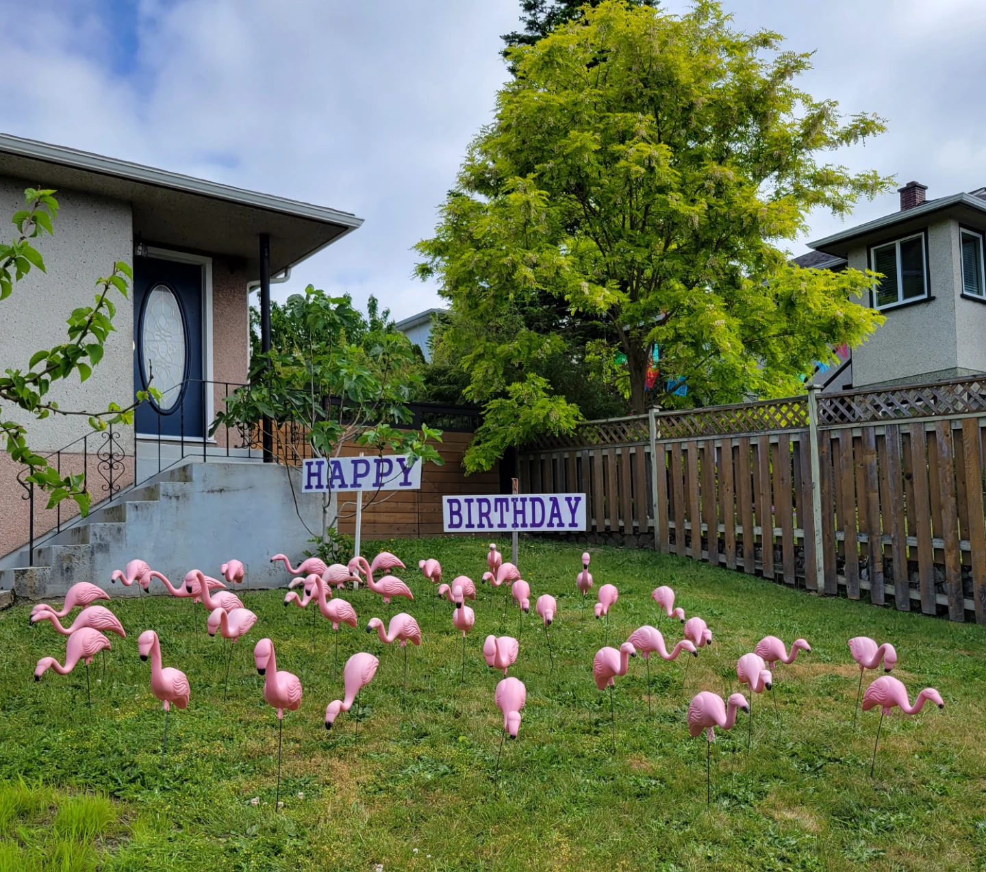 Wake Up To A Huge Pink Flamingo Flock Surprise - photo 3