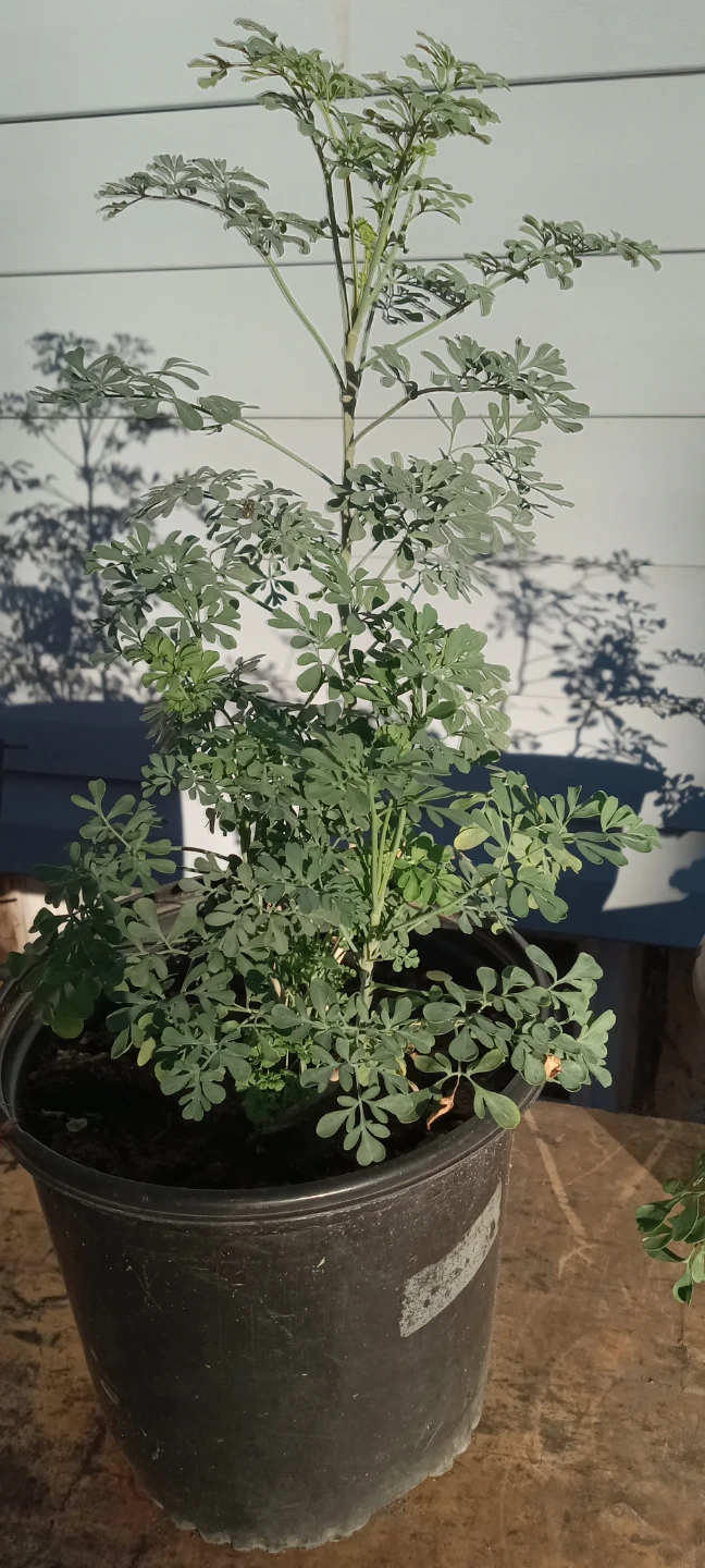 Potted Rue Herb Plant/RUDA PLANTA - photo 2