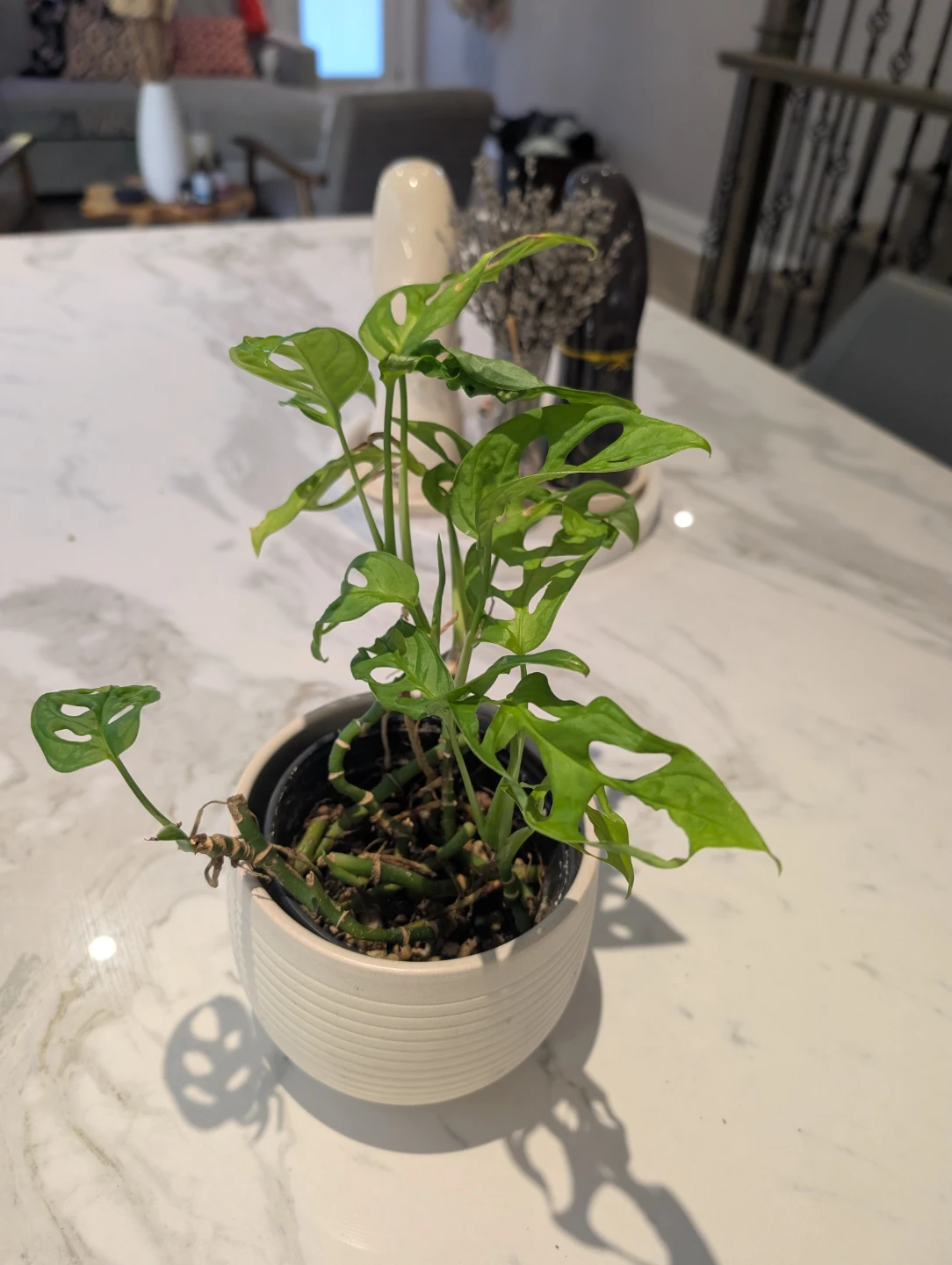 Monstera Adansonii Plant - photo 2