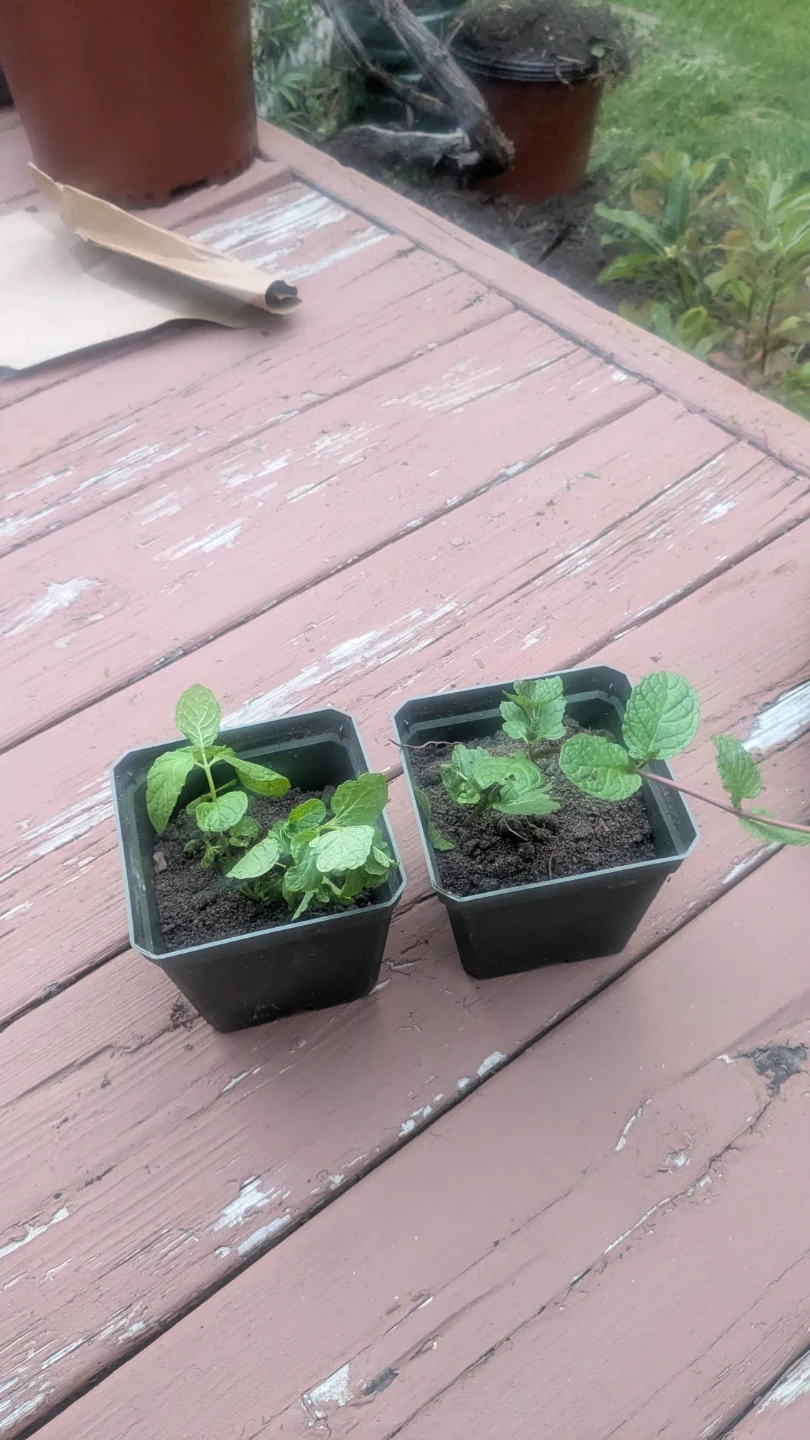 Fresh Mint Plants