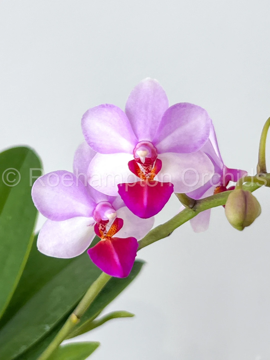 Phalaenopsis liu's cute angel orchids - photo 2