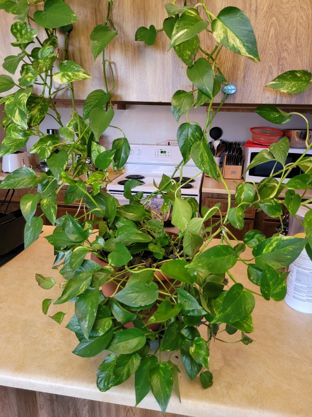 Large Golden Pothos Houseplant - photo 2