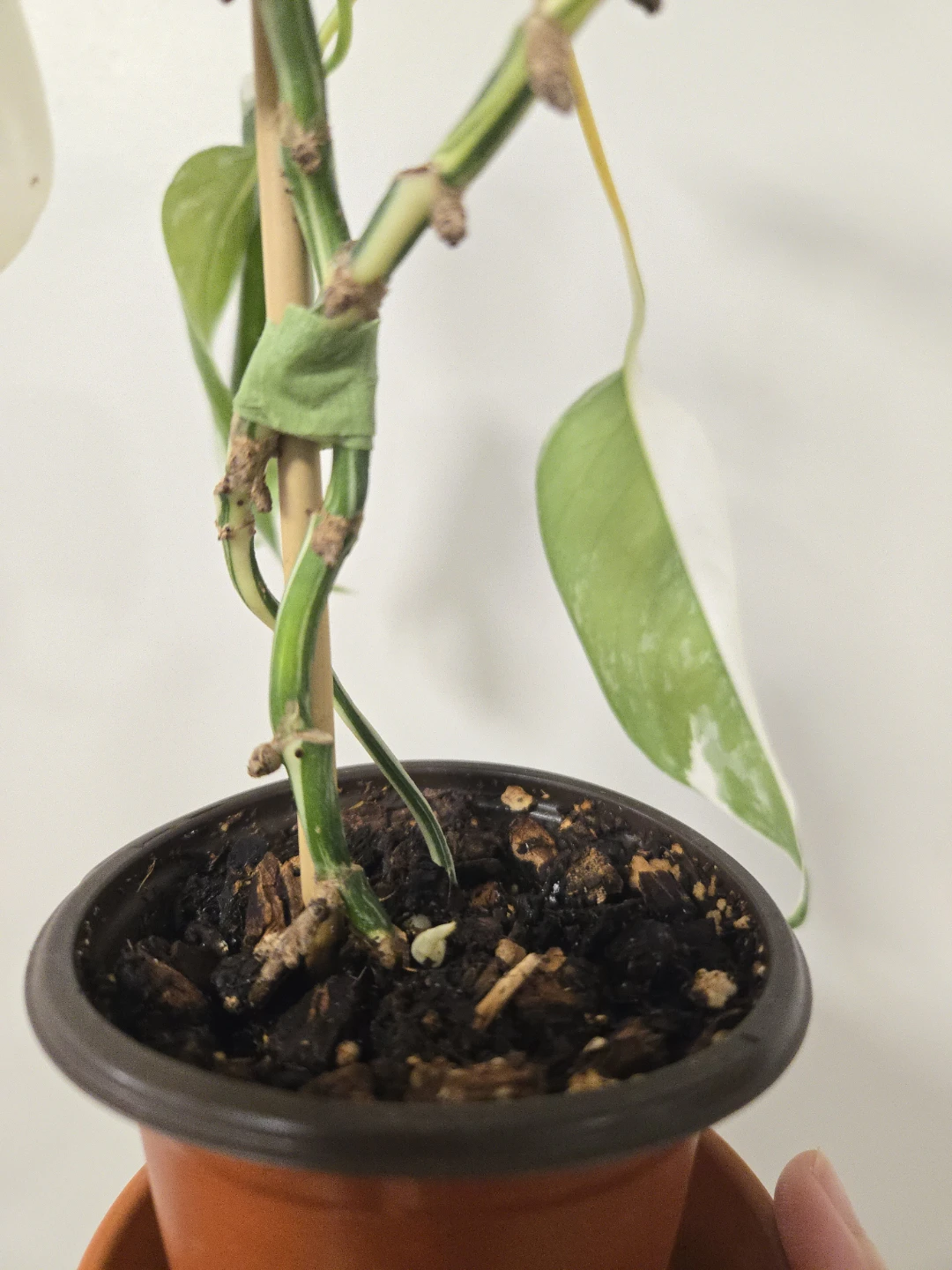Epipremnum pinnatum albo in 3.5"pot - photo 2