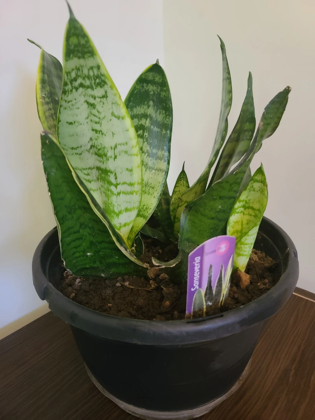 [Moving Sale] Well-Grown 4-in-1 Snake Plant with Pot