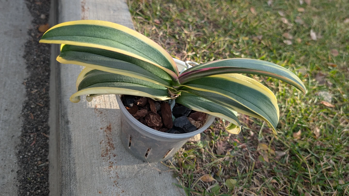 Variegated Phalaenopsis Orchid - photo 3